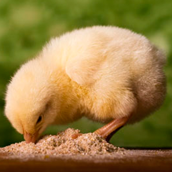 Alimentación animal