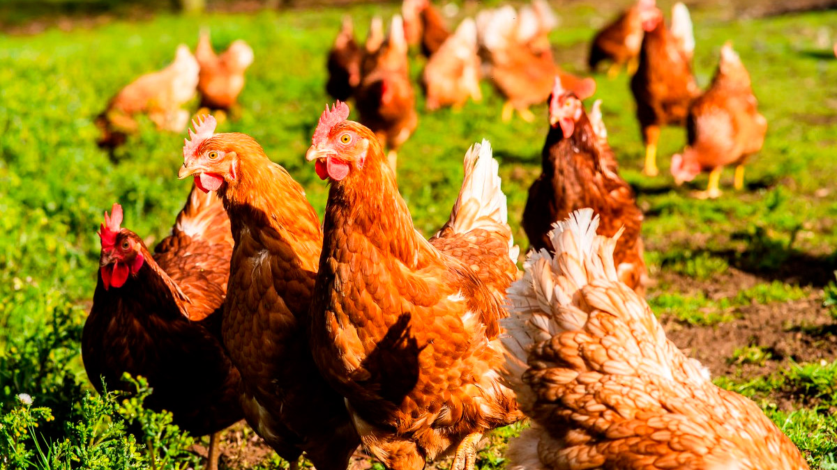 Innovando hacia la sostenibilidad