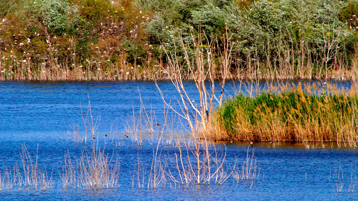 Excelencia ambiental